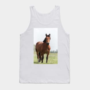 Sorrel horse on pasture Tank Top